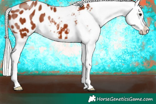 Horse Color:Silver Brown Appaloosa 