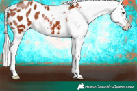 Horse Color:Silver Brown Appaloosa