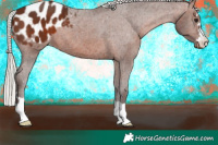 Horse Color:Silver Brown Appaloosa 