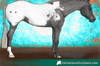 Horse Color:Gray Silver Black Appaloosa 