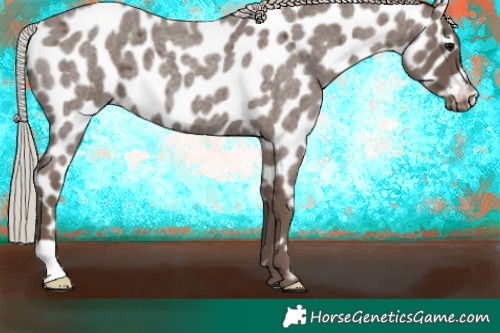 Horse Color:Silver Blue Roan Appaloosa 