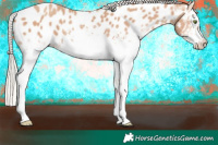Horse Color:White Spotted Silver Classic Champagne Appaloosa