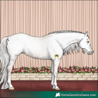 Horse Color:Gray Silver Classic Champagne Appaloosa 