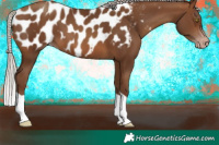 Horse Color:Gray Silver Sable Champagne Appaloosa 