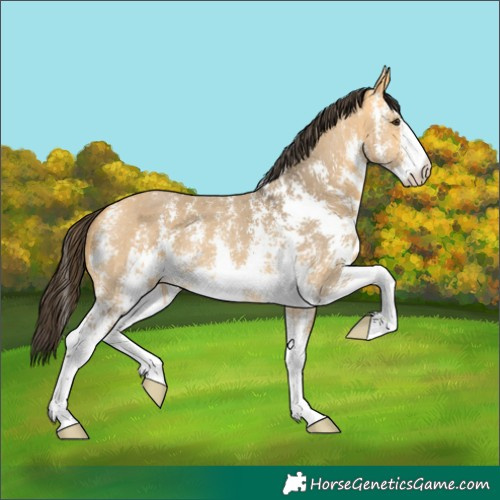 Horse Color:Buckskin Dun Sabino
