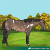 Horse Color:White Spotted Brown Dun 