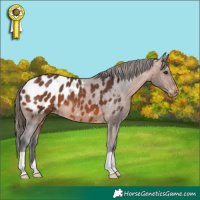 Horse Color:Bay Appaloosa 