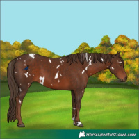 Horse Color:White Spotted Liver Chestnut 