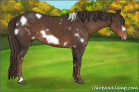Horse Color:White Spotted Liver Chestnut Frame