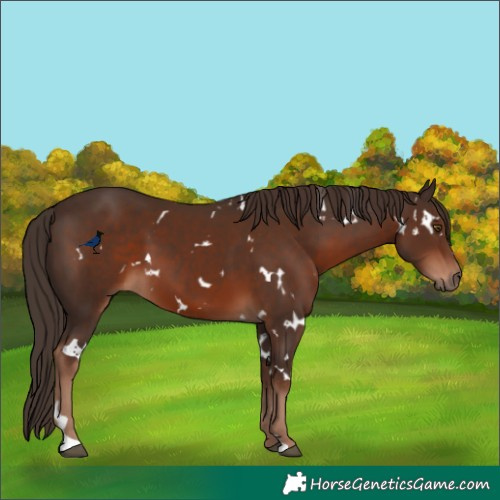 Horse Color:White Spotted Liver Chestnut 