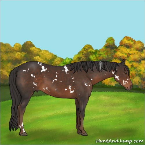 Horse Color:White Spotted Liver Chestnut 
