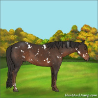 Horse Color:White Spotted Liver Chestnut