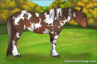 Horse Color:White Spotted Liver Chestnut 