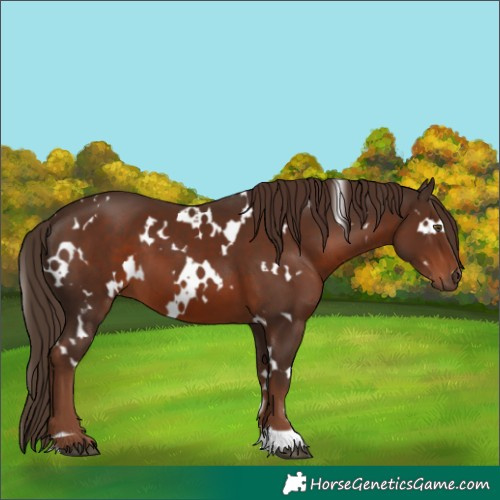Horse Color:White Spotted Liver Chestnut 