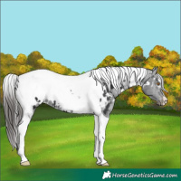 Horse Color:White Spotted Black Tobiano Appaloosa 