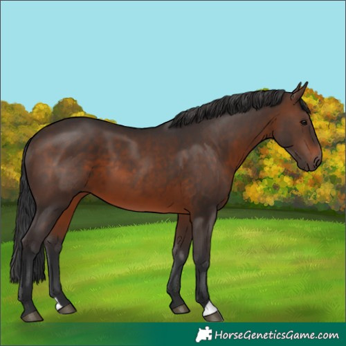 Horse Color:Brown 