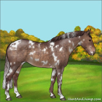 Horse Color:White Spotted Chocolate Brown Dun