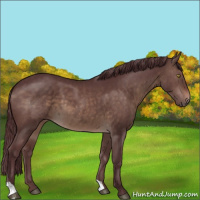 Horse Color:Chocolate Brown Dun 