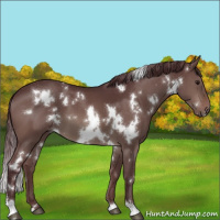 Horse Color:White Spotted Chocolate Brown Dun 