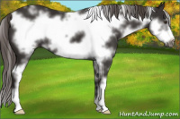 Horse Color:White Spotted Liver Chestnut Frame