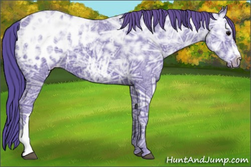 Horse Color:Watercolor Black Ice Appaloosa 