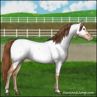 Horse Color:Red Dun Near Fewspot 