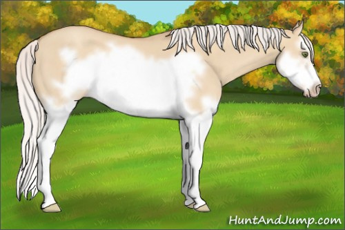 Horse Color:Silver Classic Champagne Dun Splash Frame