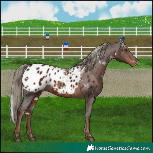 Horse Color:White Spotted Liver Chestnut Appaloosa 