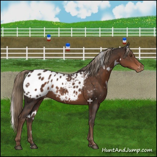 Horse Color:White Spotted Liver Chestnut Appaloosa