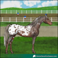 Horse Color:White Spotted Liver Chestnut Appaloosa 