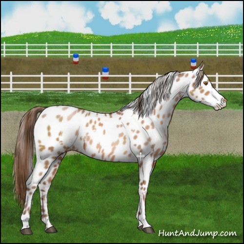 Horse Color:White Spotted Brown Pearl Appaloosa