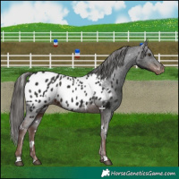 Horse Color:White Spotted Liver Chestnut Appaloosa 