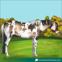 Horse Color:White Spotted Brown Onyx 