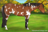 Horse Color:White Spotted Buckskin 