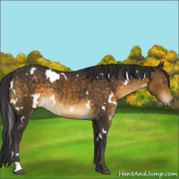 Horse Color:White Spotted Buckskin Rabicano 
