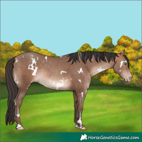 Horse Color:White Spotted Sable Champagne 