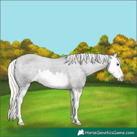Horse Color:Liver Chestnut Mushroom Splash Varnish 