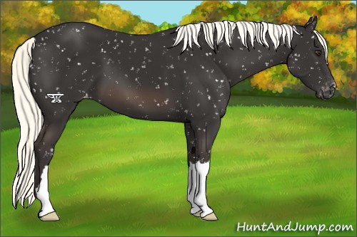 Horse Color:Liver Chestnut Mushroom Snowflake Varnish 