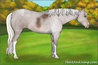 Horse Color:Liver Chestnut Mushroom Appaloosa 