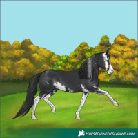 Horse Color:Black Sabino