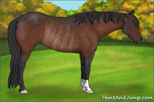 Horse Color:Bay Mushroom Rabicano 