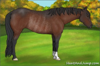 Horse Color:Bay Mushroom Rabicano 
