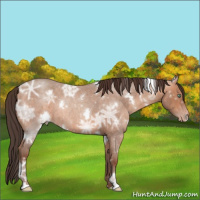 Horse Color:White Spotted Amber Champagne Ice Roan Rabicano 