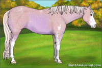 Horse Color:Watercolor Palomino Sabino 