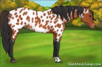 Horse Color:Brown Appaloosa Rabicano 
