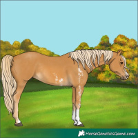 Horse Color:Unknown 