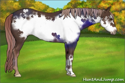 Horse Color:Liver Chestnut Frame 