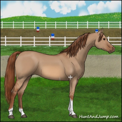 Horse Color:Red Dun Tobiano