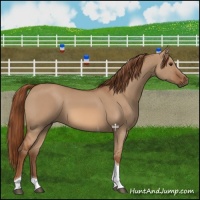 Horse Color:Red Dun Tobiano 