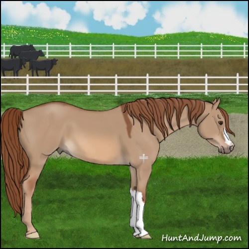 Horse Color:Red Dun 